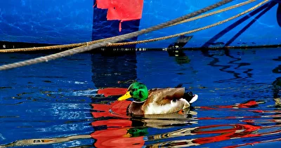 Ente im Farbenmeer