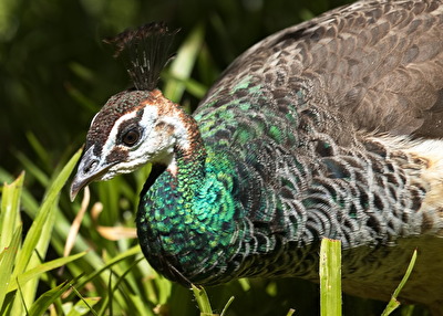 Pfau w