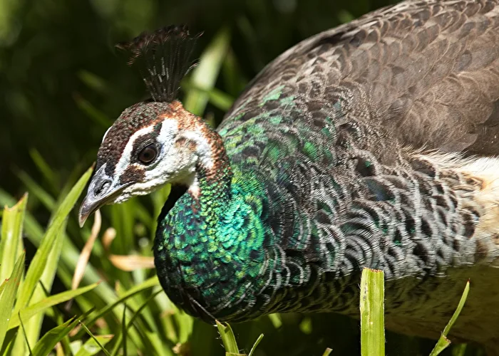 Peacock w