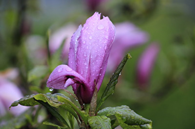 Magnolienblüte nach dem Regen