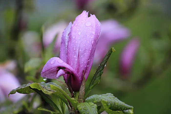 Magnolienblüte nach dem Regen
