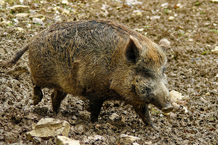 Wildschwein