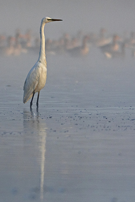 Aufmerksam wie immer