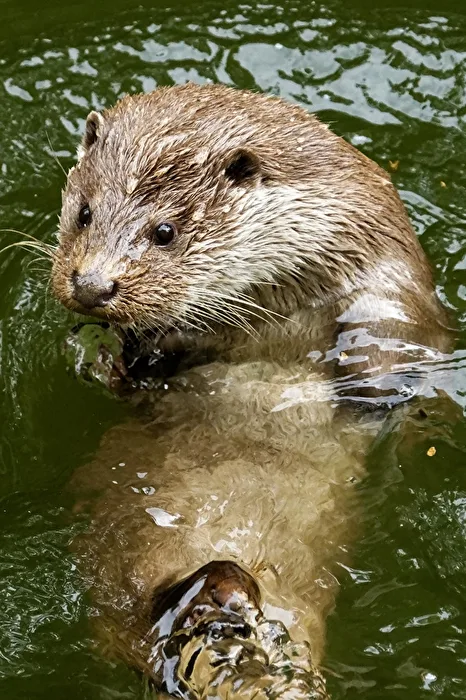 Fischotter