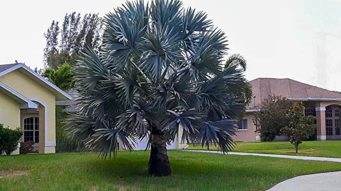 Florida Villas
