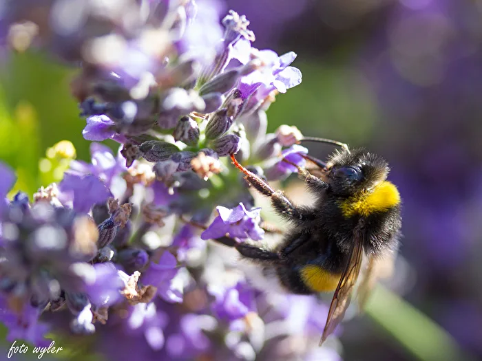 Bee