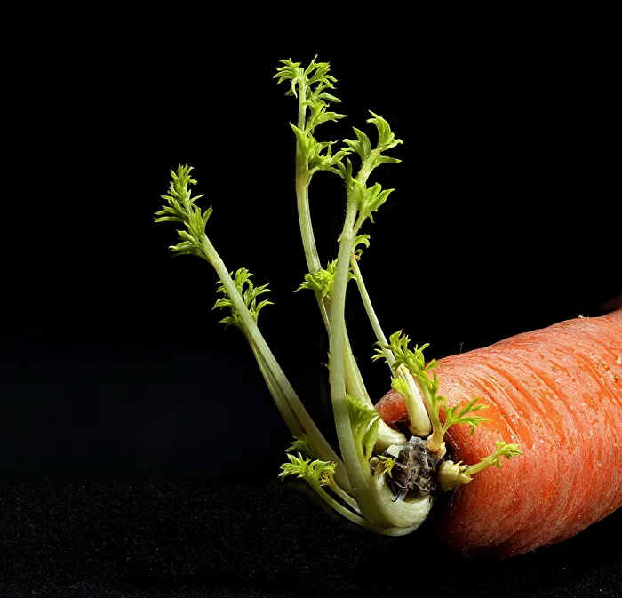 Vitamine