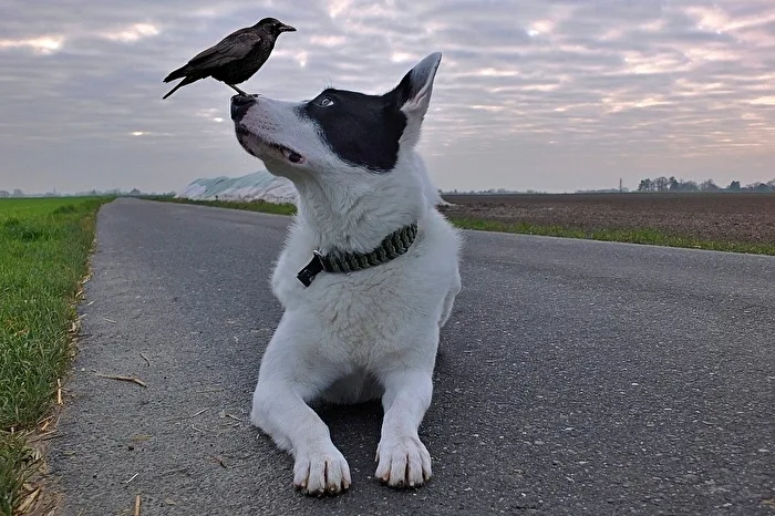 Ich glaube ich habe einen Vogel