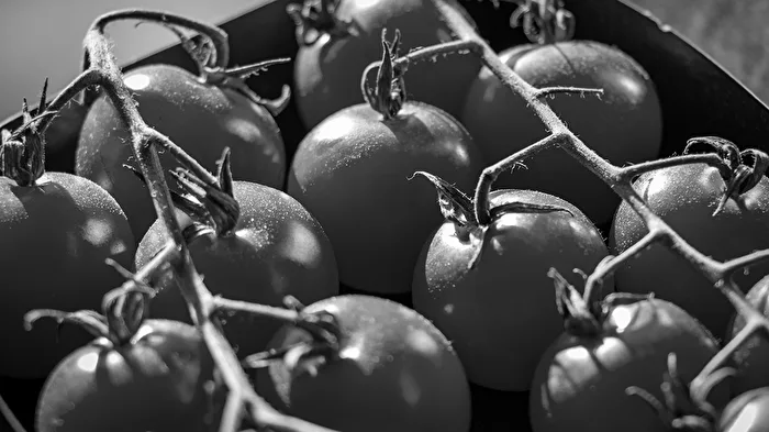 Rot no, these are not black tomatoes