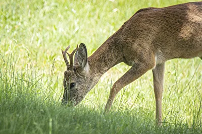 Rehwild