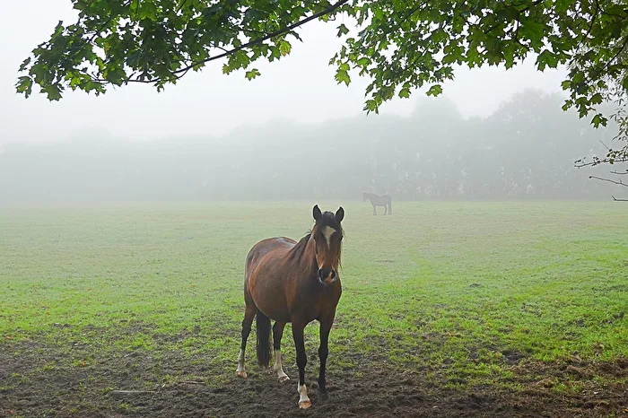 Pferde im Nebel
