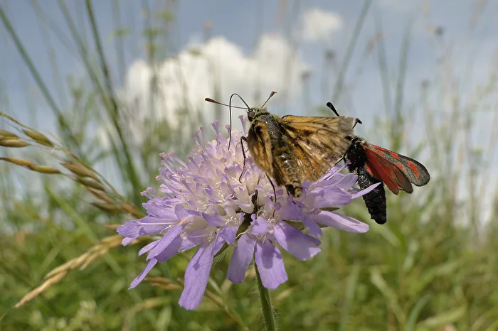 Two on a Blossom