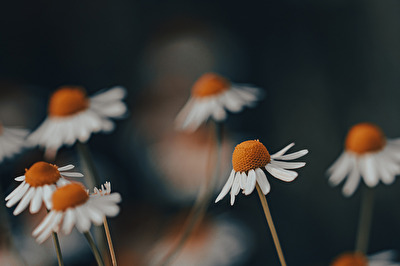White daisy