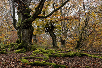 Begegnung mit "Ents" im Wald von Saba