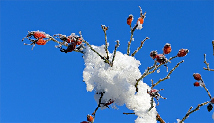 winterliche Hagebutten