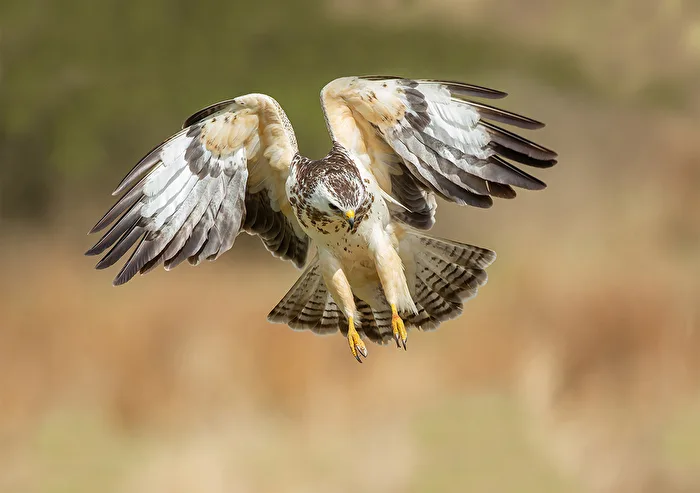 Buse variable claire