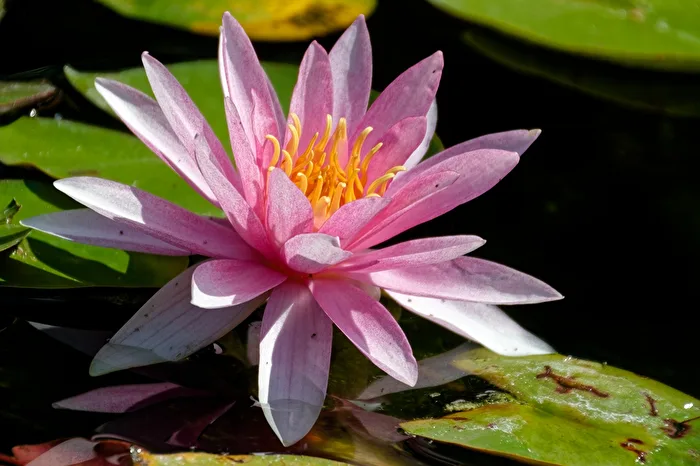 Water lily
