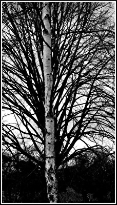 Baumkontraste im Winter