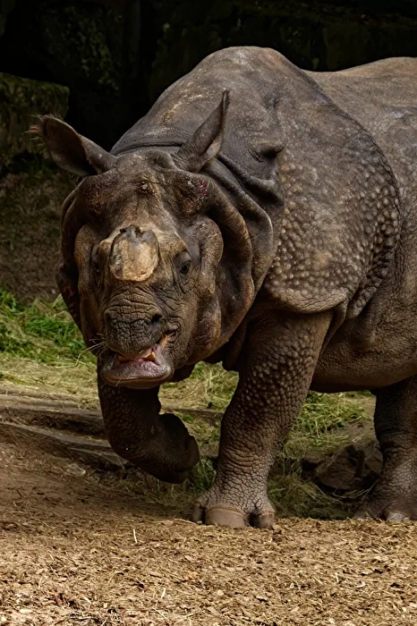 Rhinoceros