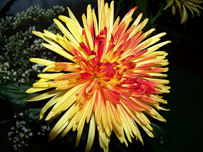 Farbenspiel einer Blüte