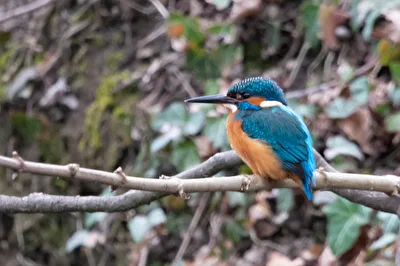 Eisvogel 2