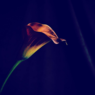 Calla