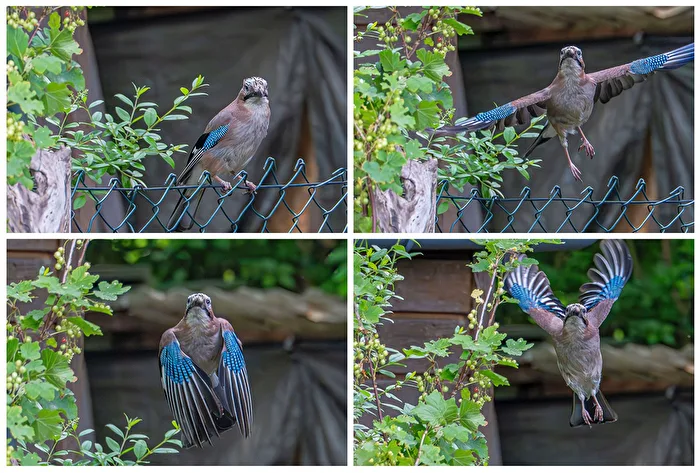 Jay in my garden (collage)
