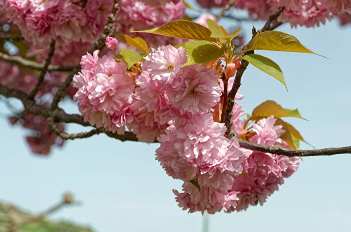 Kirschblüte