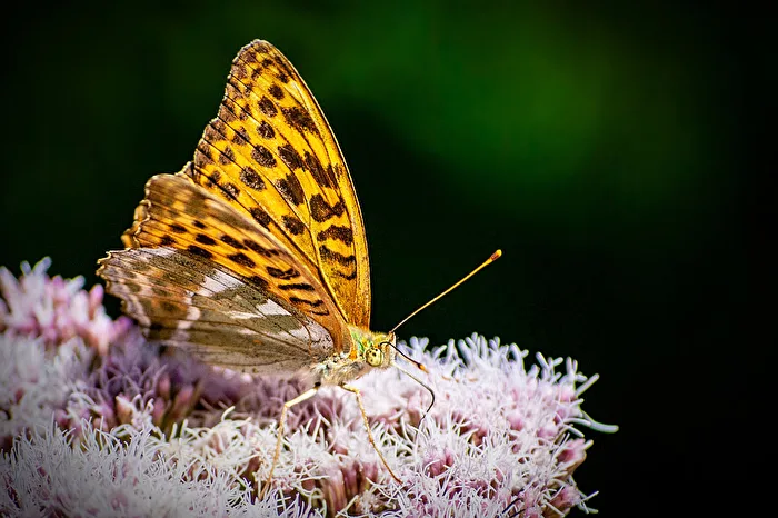 The Old World Swallowtail