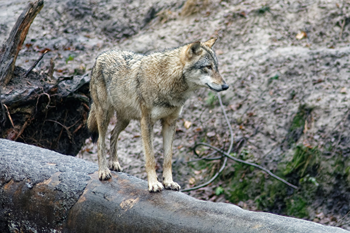 Wolf