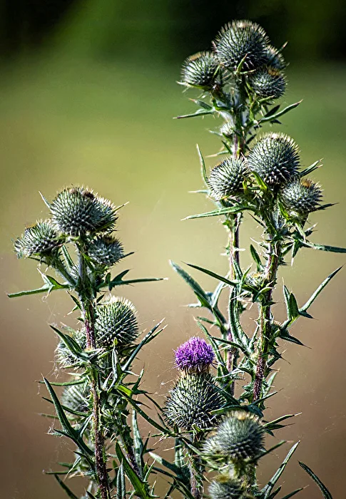 Thistle