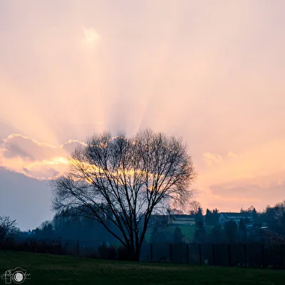 Sonnenbaum