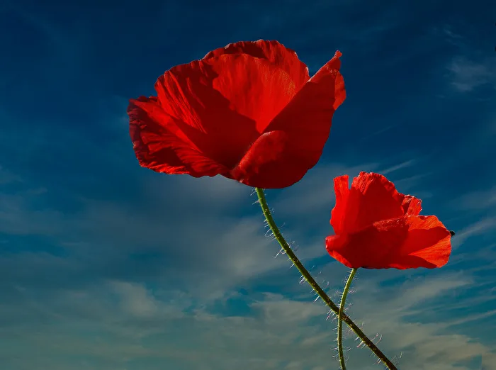 Mohnblume