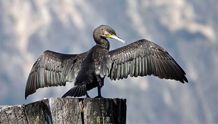 Kormoran