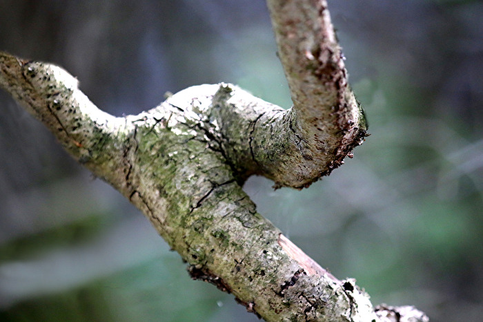 Gesichter des Waldes