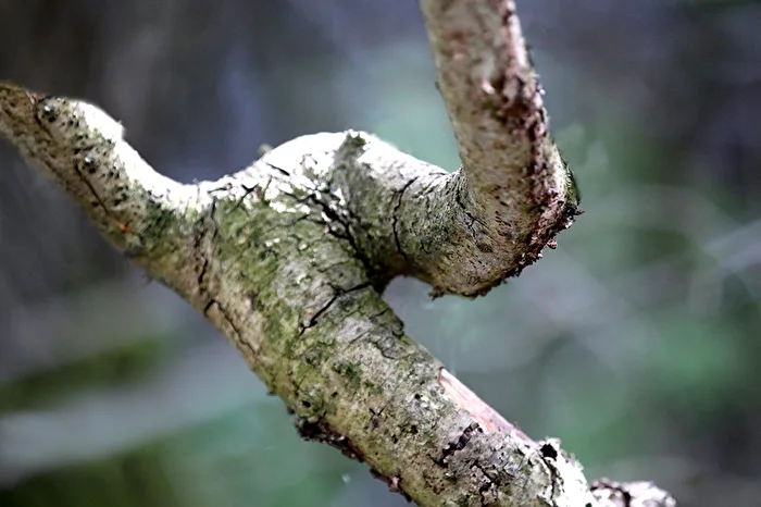 Faces of the Forest