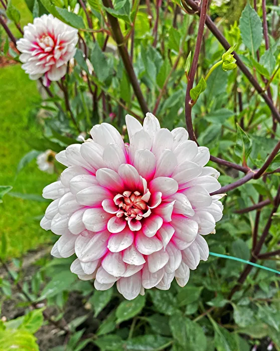 Chrysantheme