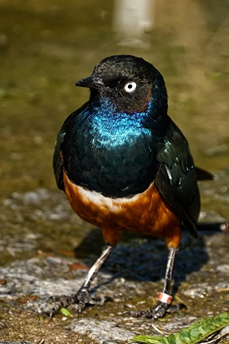 Tricolored Starling