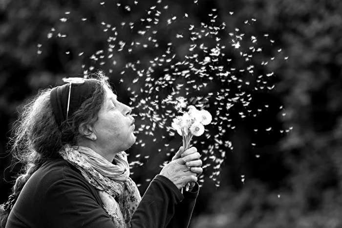 Pusteblume