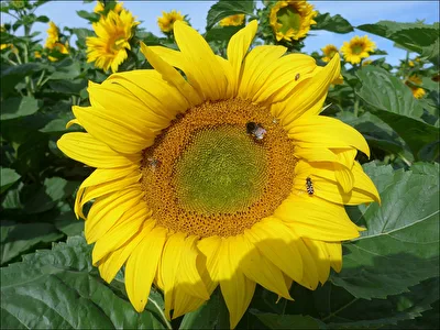 Sonnenblume
