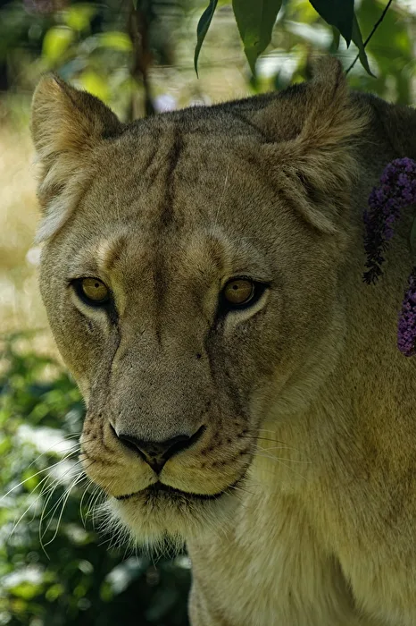 Lioness