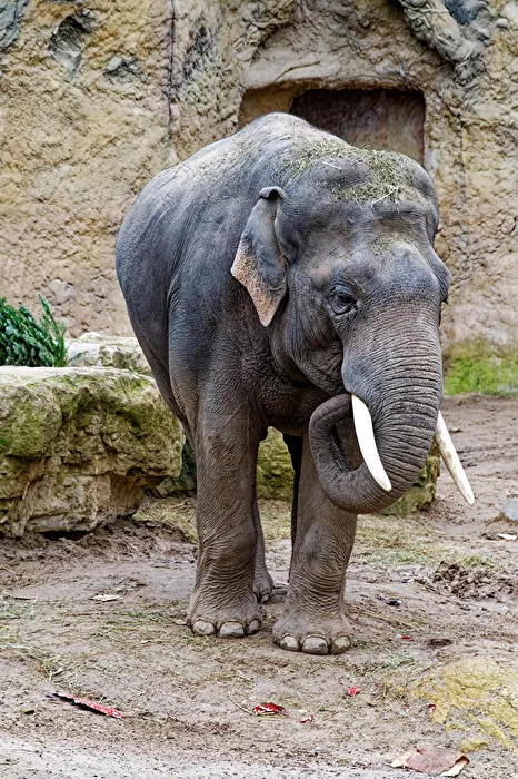 Elefant