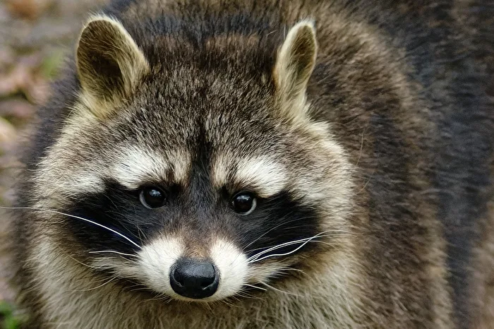 Raccoon