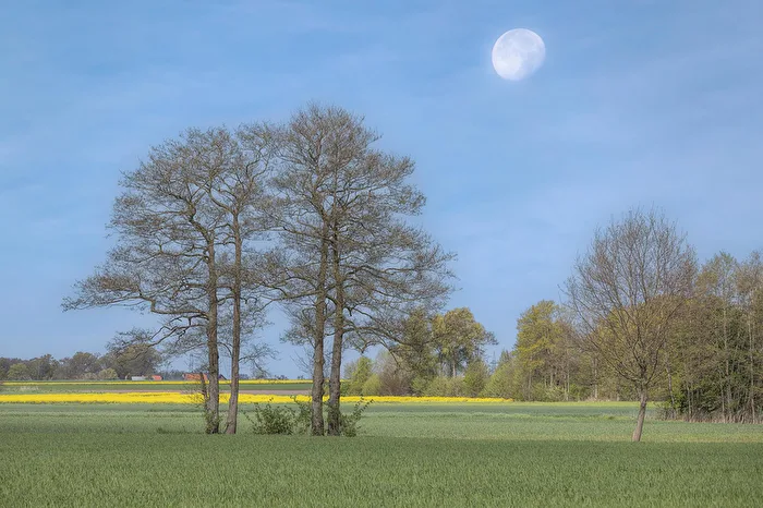 Country Life