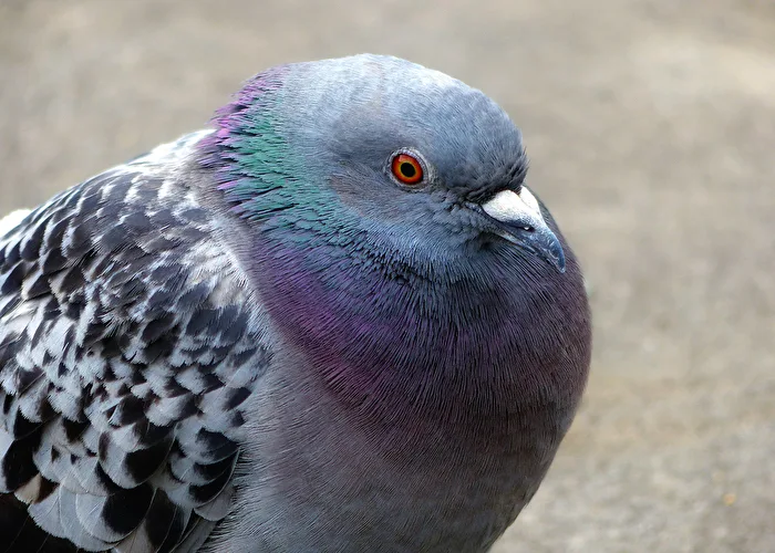 Pigeon