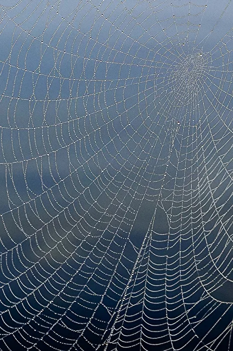Perlen im Spinnennetz