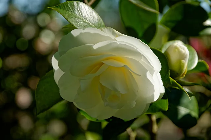 Camelia