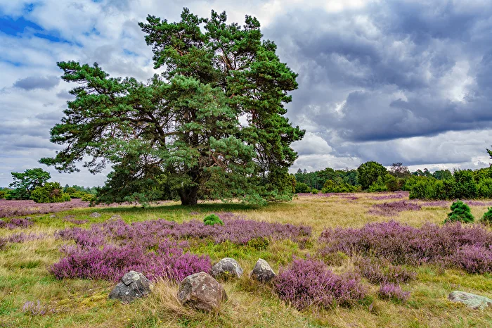 Heide