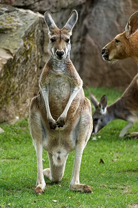 Kangaroo