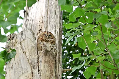 Waldkauz Behausung